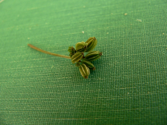 {Thaspium trifoliatum var. aureum}